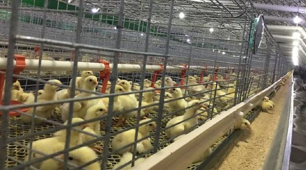 怎么判断鸡呼吸道病情好了,怎么知道鸡子感冒到哪个阶段