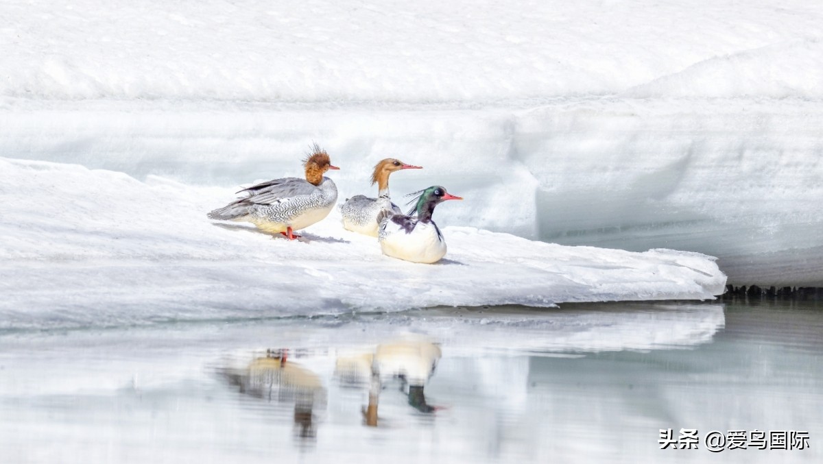 观鸟大年,观鸟作品100幅
