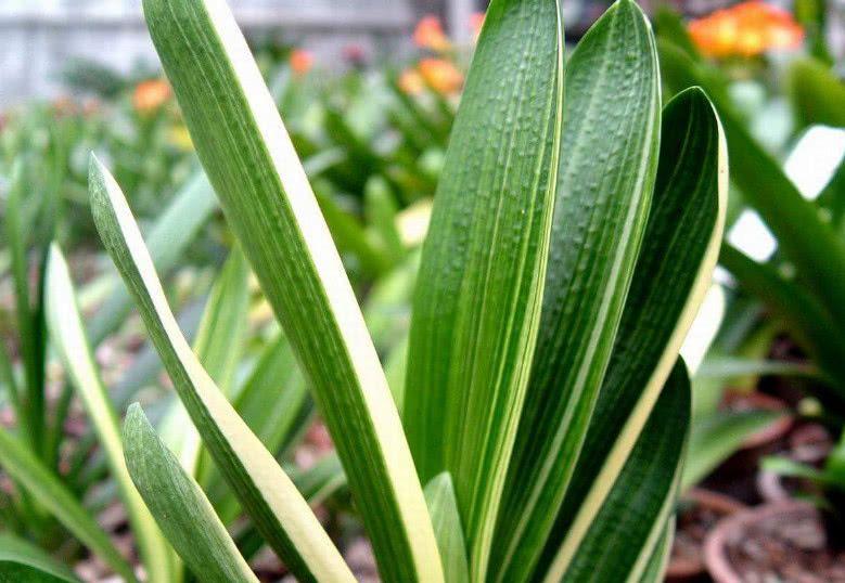 君子兰如何养殖才能长得更旺盛,君子兰怎么能养出好根系