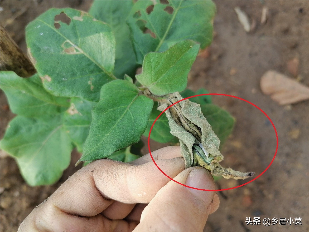茄子叶片有小虫,茄子卷叶的原因有什么解决方法