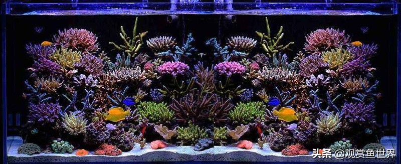 适合60缸养的海水鱼,水泥缸养海水鱼合适吗