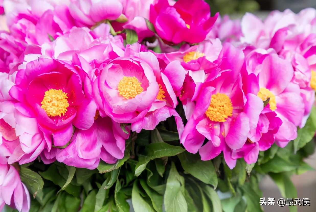 成都便宜的大花市,成都街边卖花一元一束