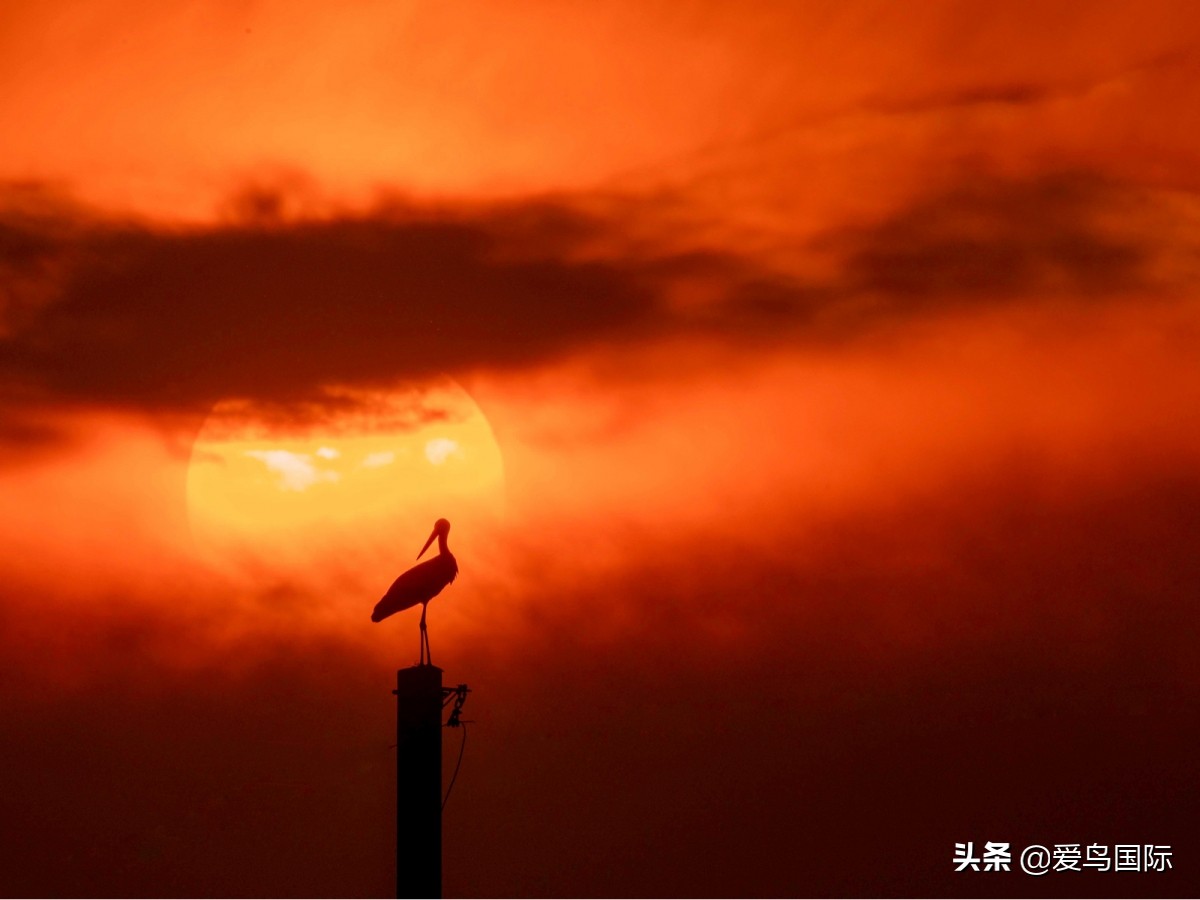 观鸟大年,观鸟作品100幅