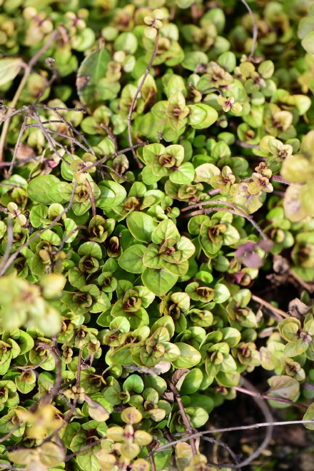 西餐常用的十三种香草介绍大全,西餐中常用的15种香料和香草