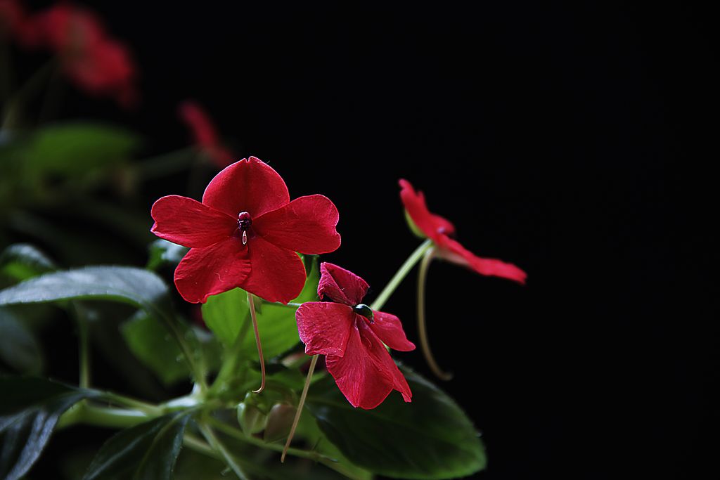 玻璃翠的管理方法,玻璃翠主要病虫害有哪些