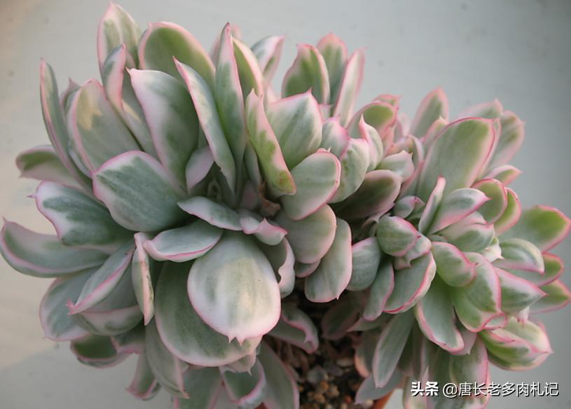 出锦的多肉需要晒吗,出锦的多肉