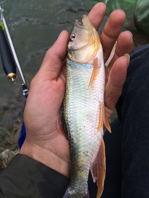 马口鱼用什么钓最好,钓友们钓过最大的翘嘴