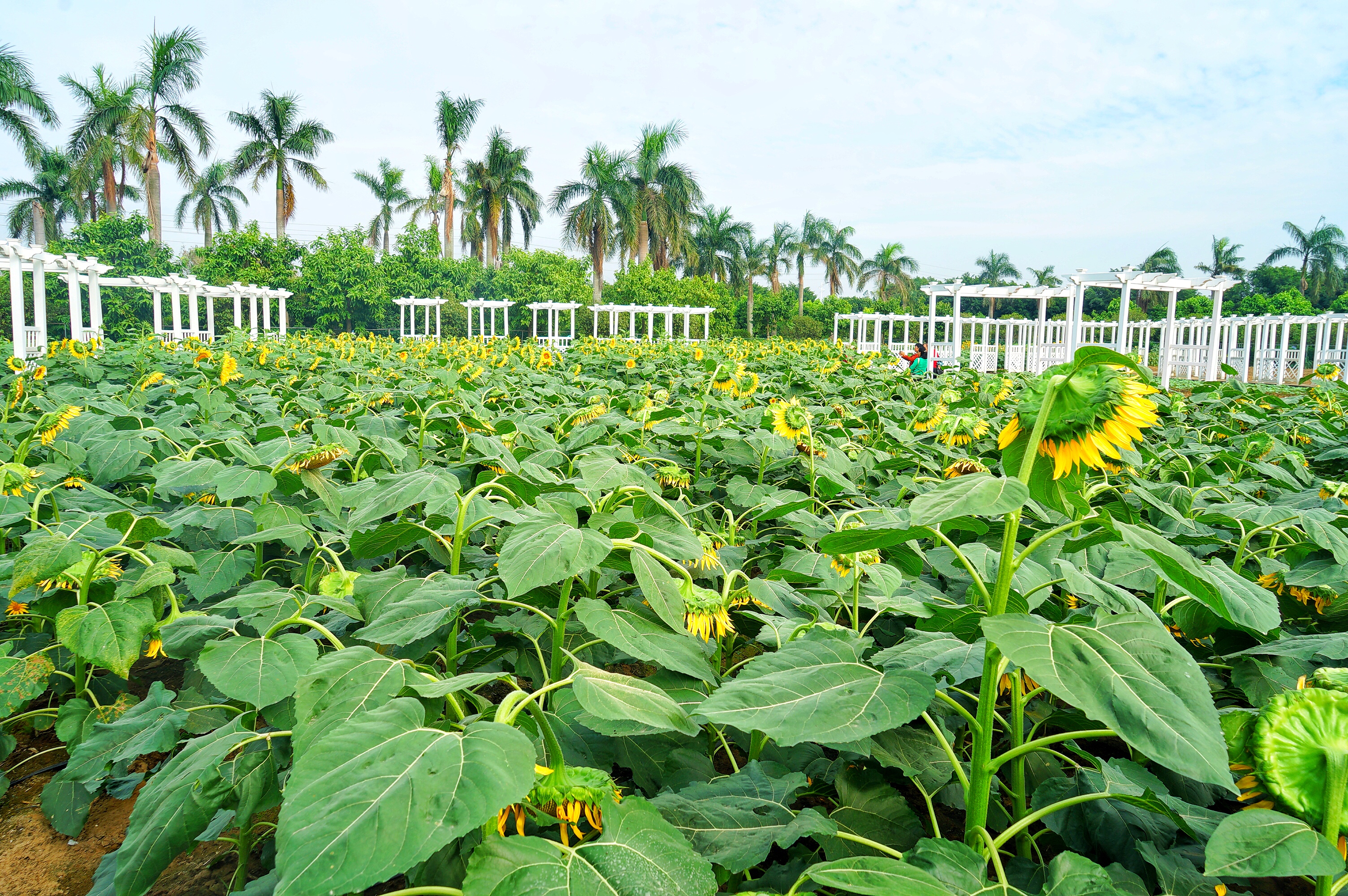 广州粉色浪漫花海,广东秋天粉色花海