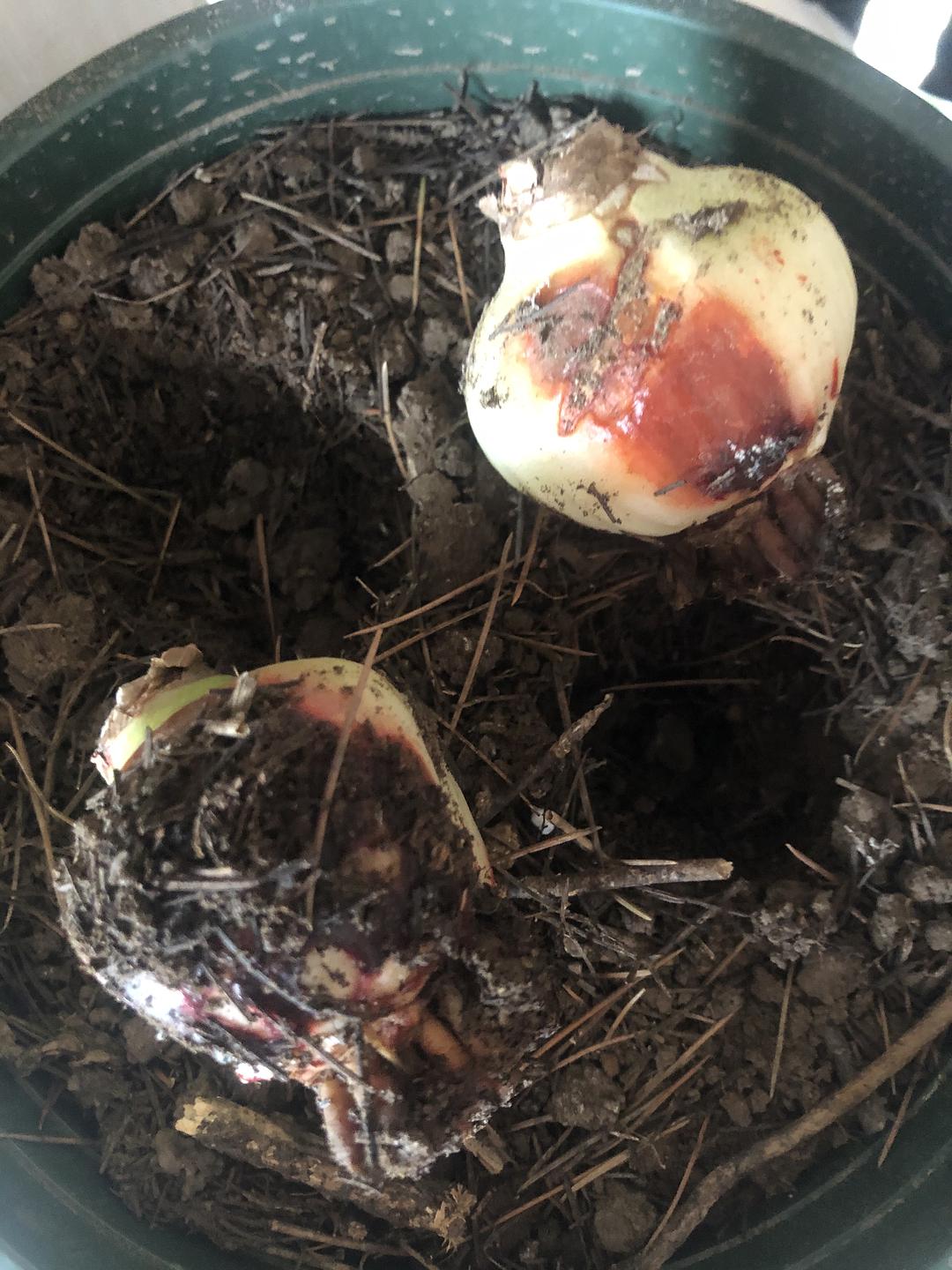 浇水过多死的植物,最容易浇死的6种花