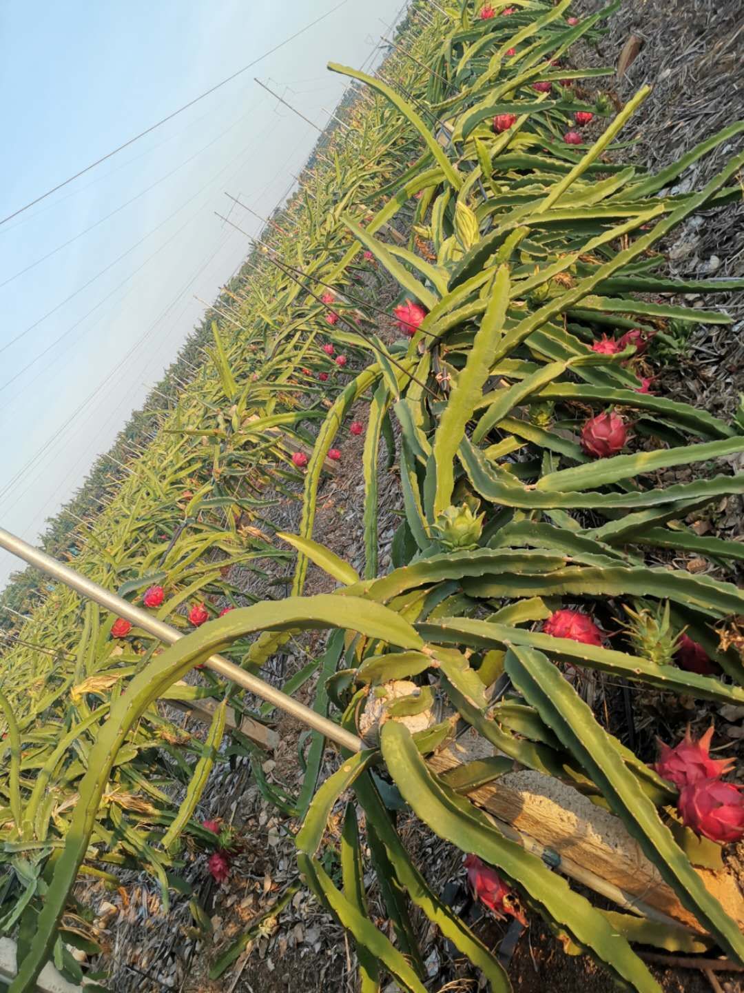 火龙果怎样算是坏了,火龙果怎样是坏了