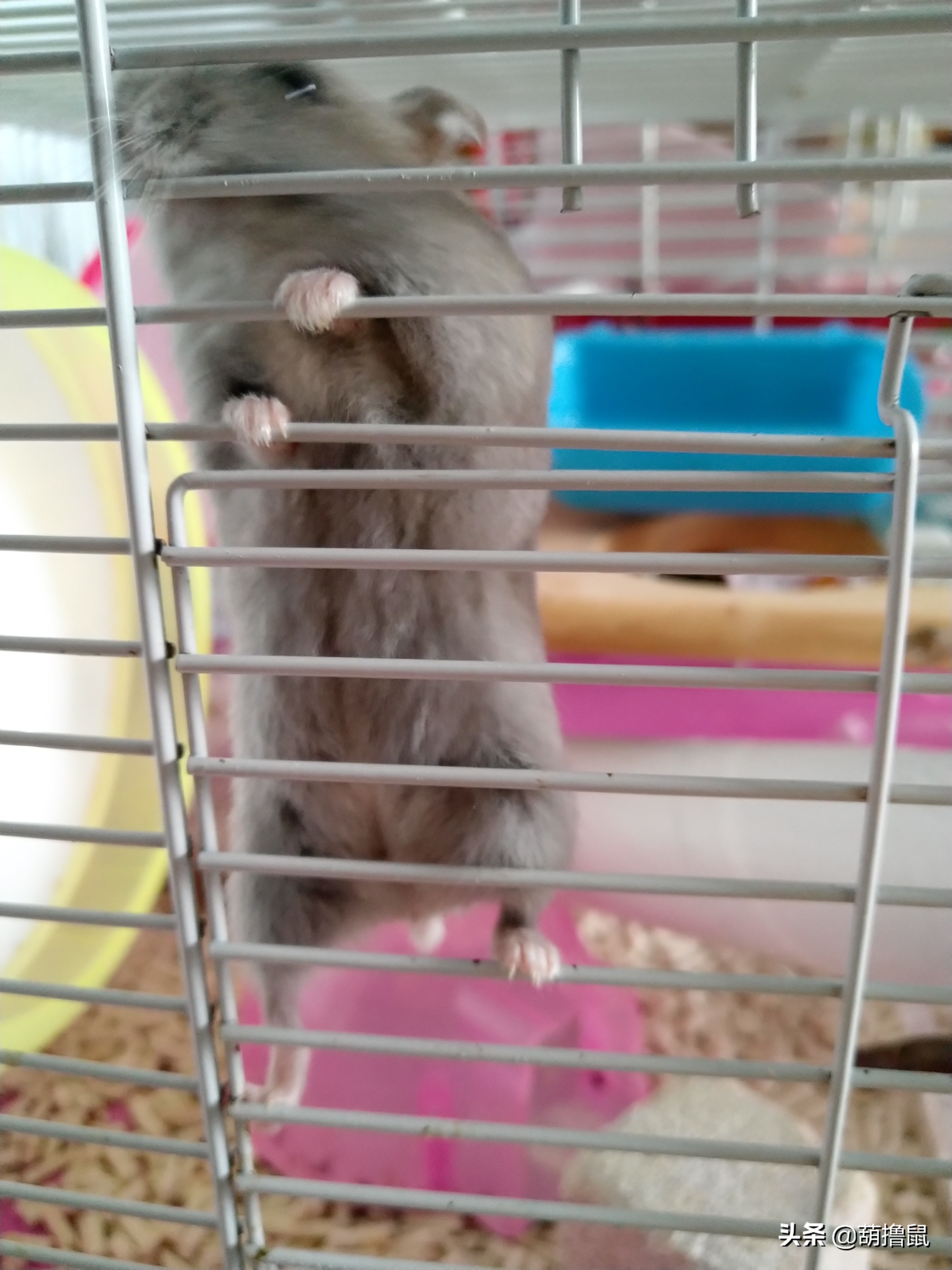 仓鼠繁育注意事项,仓鼠怀孕后的注意事项