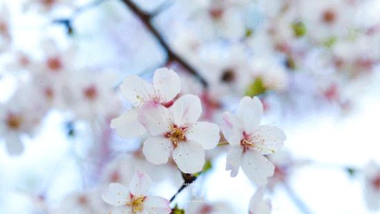 顾村公园一年一度赏樱,顾村公园赏樱点