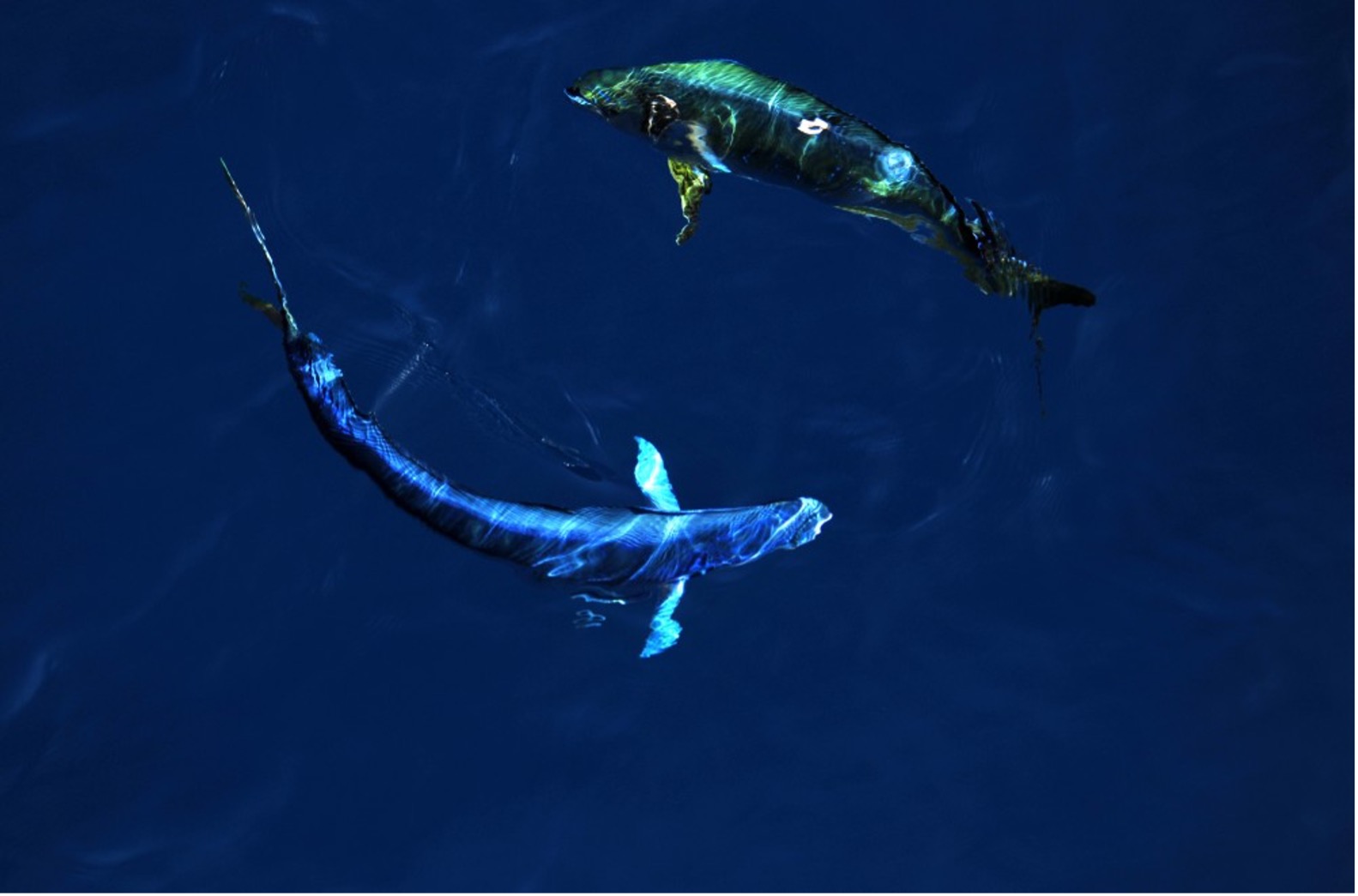 凡学大师｜鲯鳅：美是我最不值一提的优点