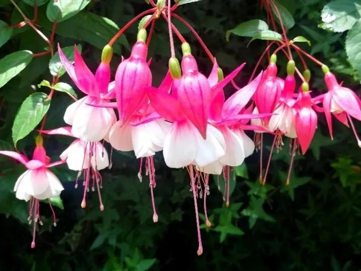 绣球花的花瓣好漂亮！等等，你确定那是花瓣？