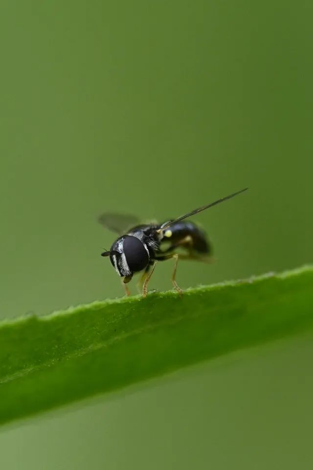 尼康105-2.8d微距镜头,尼康z1052.8s镜头拍摄效果