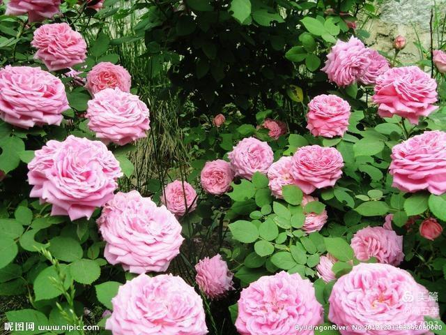 高五幸,高五幸简介