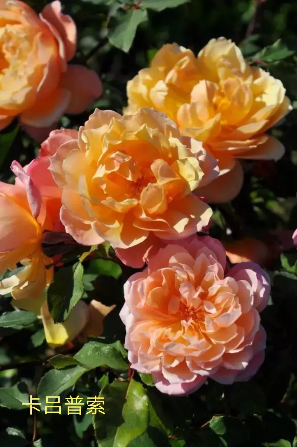 2020年木村卓功月季新品,木村卓功的月季都比较耐阴吗