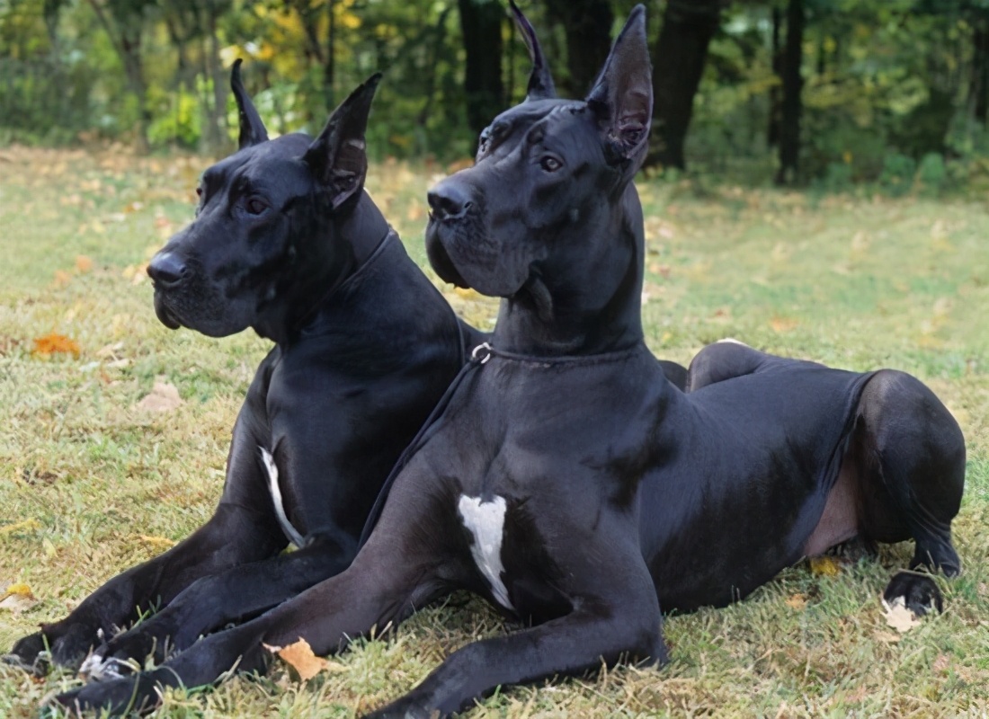 世界上十大最美丽的狗品种,世界上最好看的10种狗动物