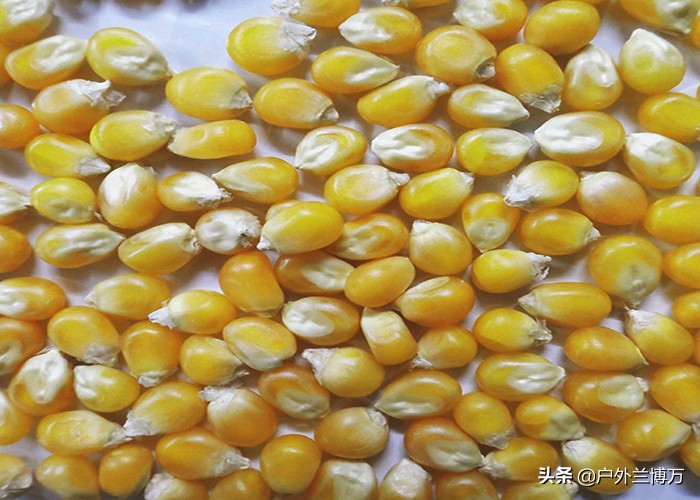 急速聚鱼窝料配方,聚鱼快留鱼久的窝料配方