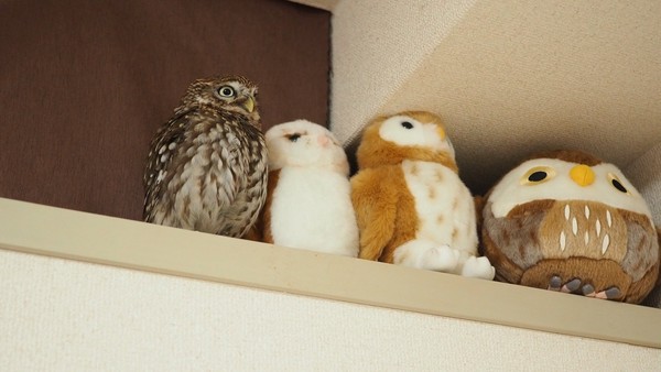 养猫头鹰不好吗,养猫头鹰有什么问题吗