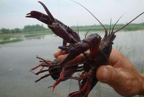 养小龙虾最好的懒汉模式养殖技术,2022年小龙虾养殖技术成本与利润