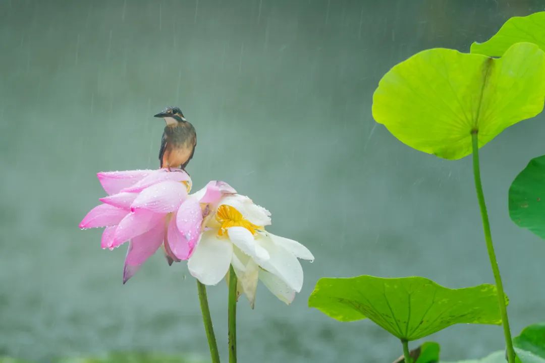 香港第14届全国摄影艺术展,第29届全国摄影艺术展览获奖名单