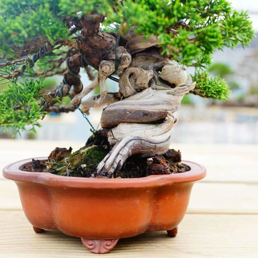 松柏树枝怎么修剪,松柏树修剪造型视频