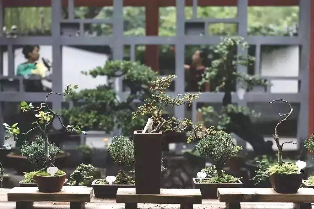 盆景修行,学习盆景技术最好的书