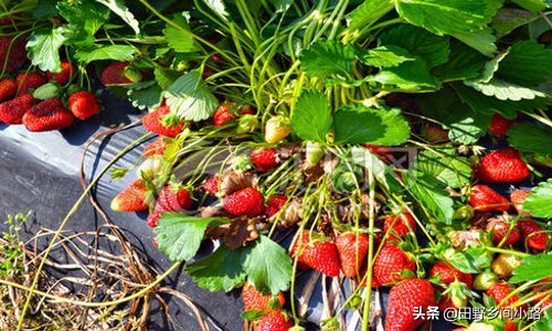 大棚草莓种植方法全过程视频露天,露天草莓开花结果时怎么管理