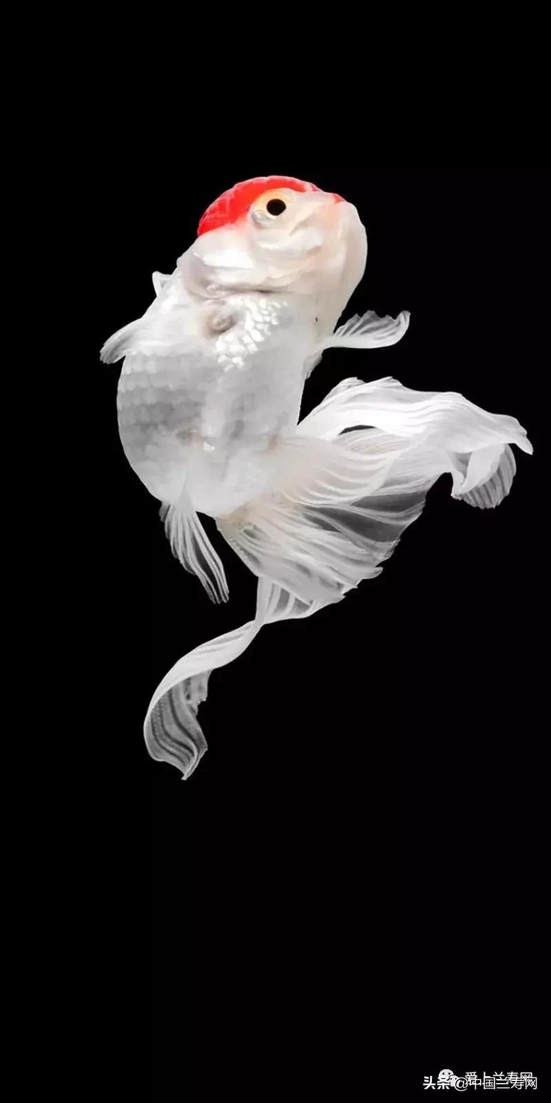 鹤顶红金鱼多久能长大,金鱼品种介绍之鹤顶红