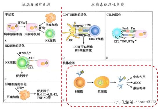 恢复期血浆治疗作用机理,血浆抗病毒有用吗