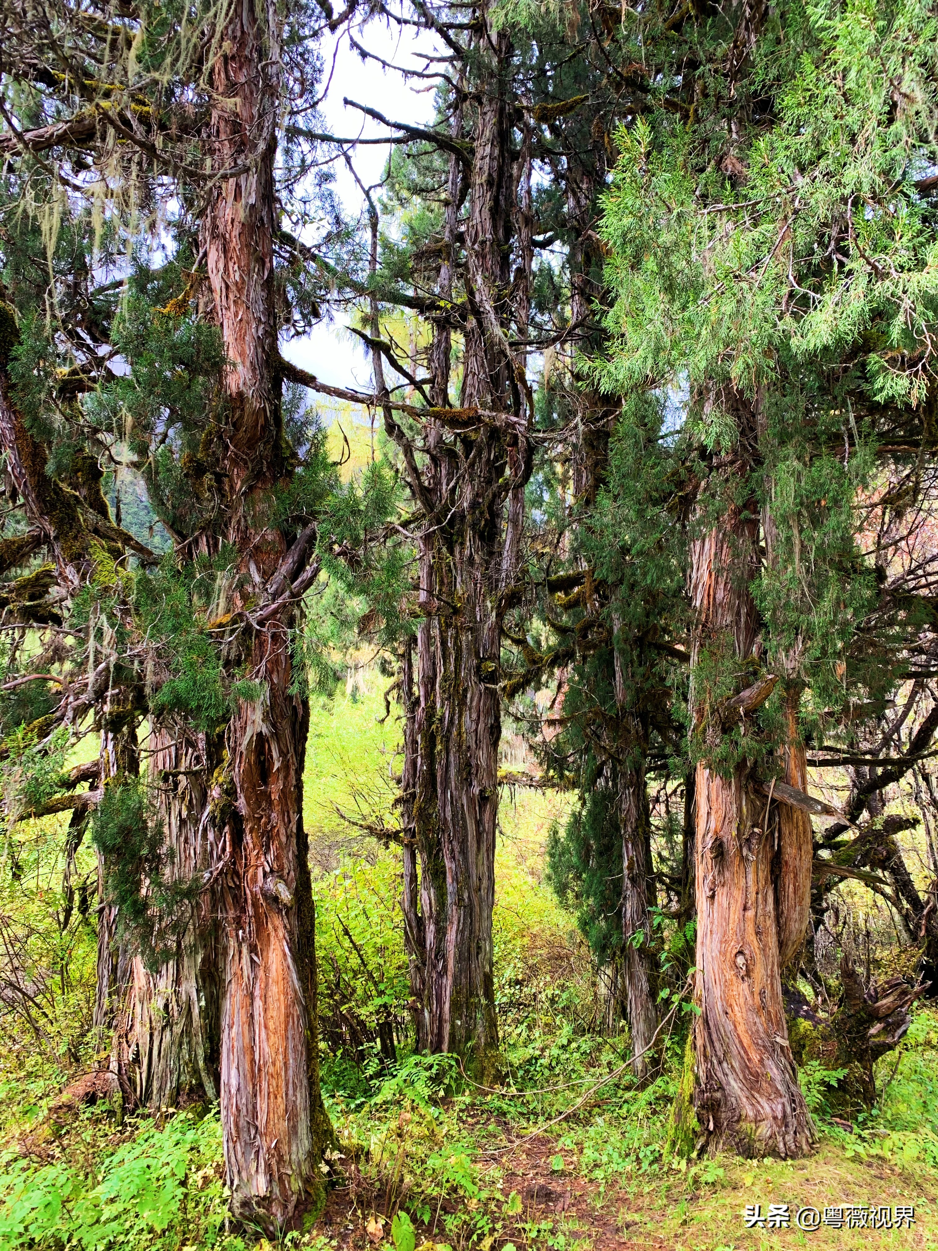 川藏自驾游走国道好还是走高速好 (g317国道川藏北线)