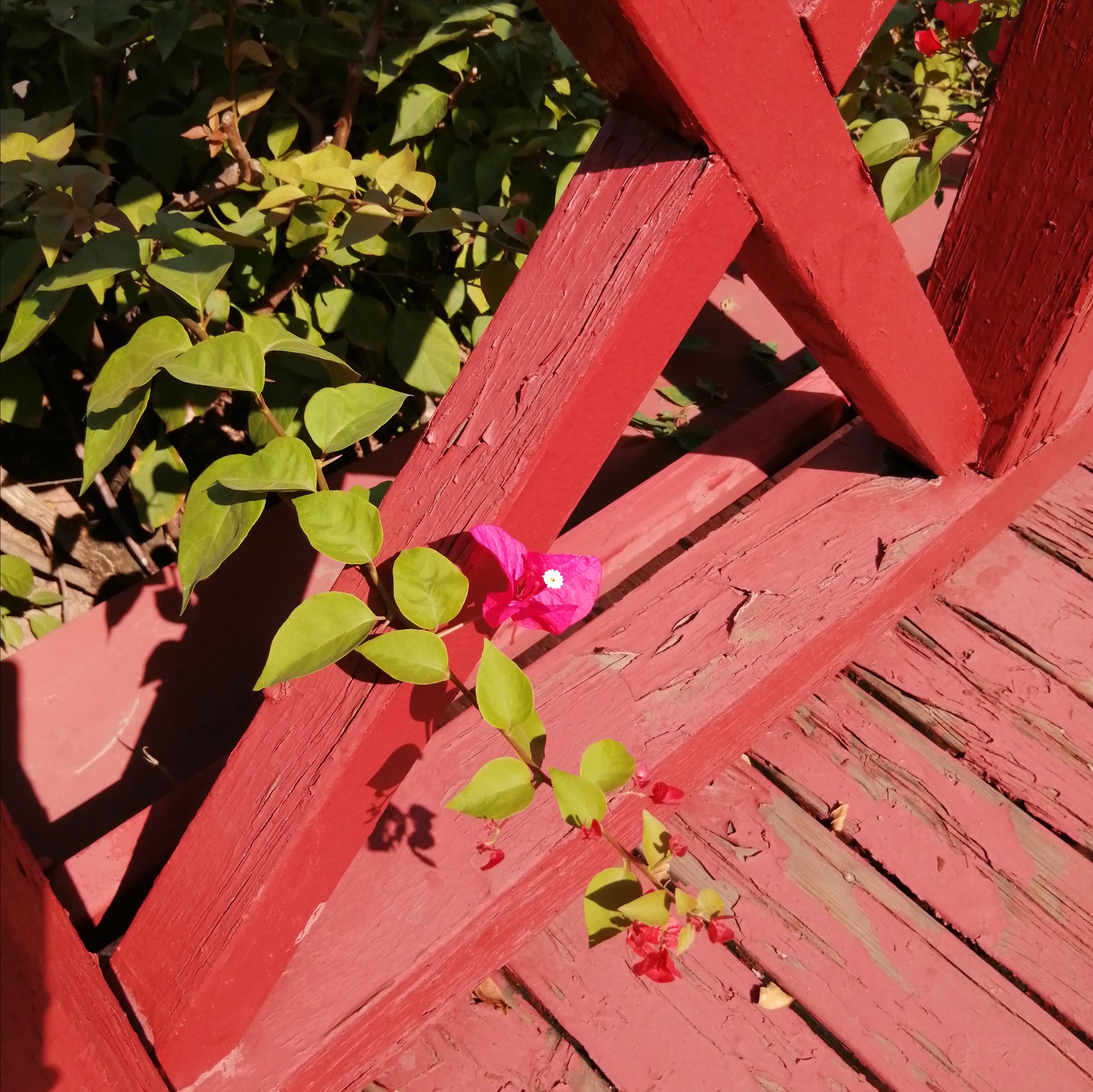 广州海心沙亚运公园广州塔格桑花,游广州海心沙公园