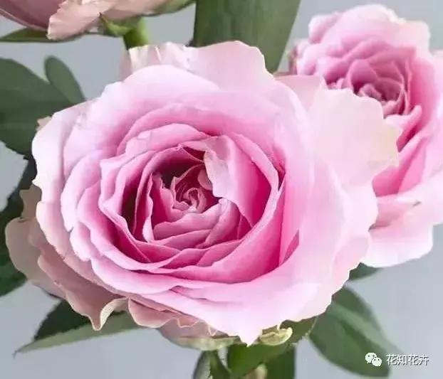 中国玫瑰大家族——雪山玫瑰详解（二）