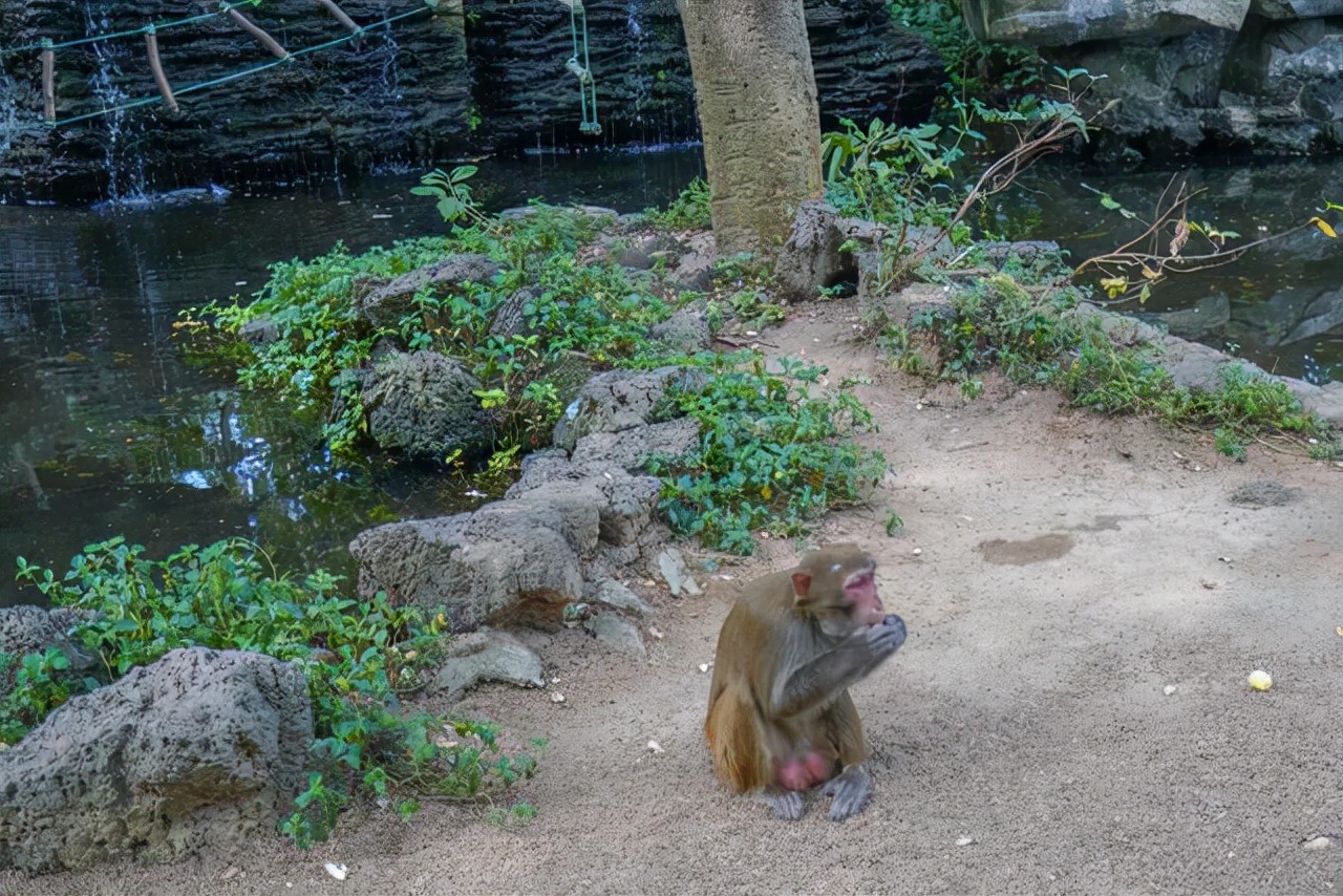 海南陵水猴岛有猴子吗,现在陵水猴岛猴子多不多