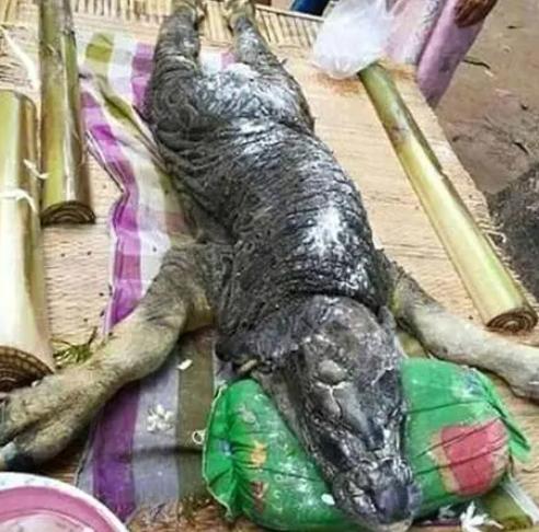 泰国母牛产下“麒麟幼崽”，麒麟是否存在？中国历史上出现过吗？