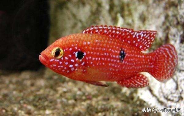 易养的热带观赏鱼有哪些,好养耐活的热带观赏鱼都有哪些