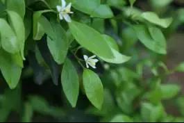 柑橘新优优缺点,设施柑橘新品种优缺点