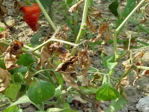 辣椒疯长不结果,辣椒怎样修剪才能多结果