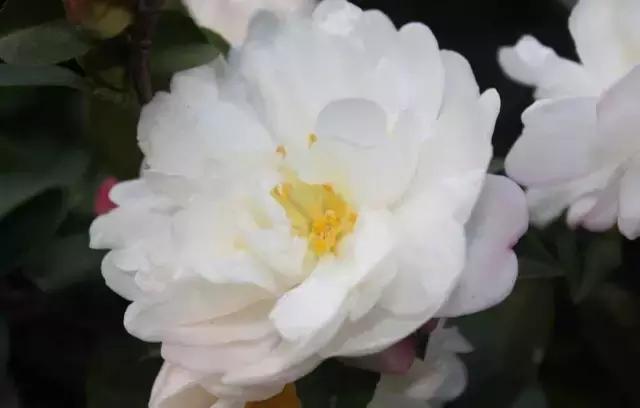 一次性摘各种各样的水果,一次性种很多草莓会怎么样