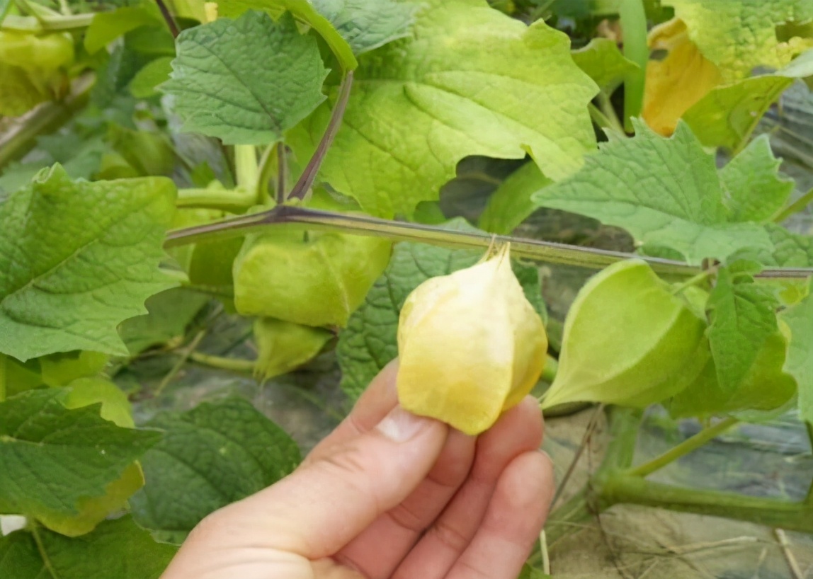 果实像灯笼一样的叫什么,东北水果灯笼果俗称