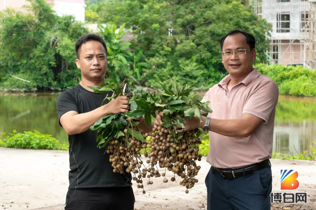 活久见！快成精了？博白发现明朝古树，至今600多年