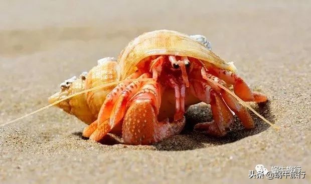 巨蜥像退休大爷休闲漫步；满海的活珊瑚、海葵…国家公园开岛啦