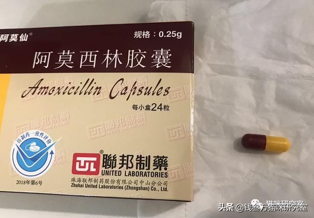 儿童阿莫西林可以给猫吃吗,阿莫西林可以给猫治感冒吗