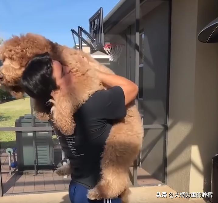 巨贵犬长大还拆家吗,巨贵犬会变成天使吗