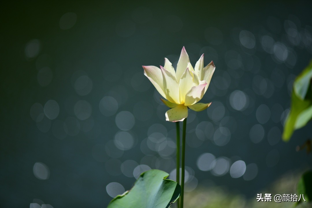 碗莲种藕生长到开花全过程,碗莲种藕到开花的过程