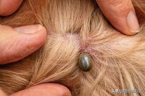 猫咪体外驱虫虫子死掉还是驱赶走,猫咪驱虫新手入门教程