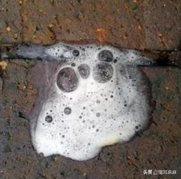 养猫常备哪些药品,家里养猫常备药