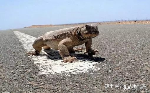 沙特的十大美食,重口不辣的美食