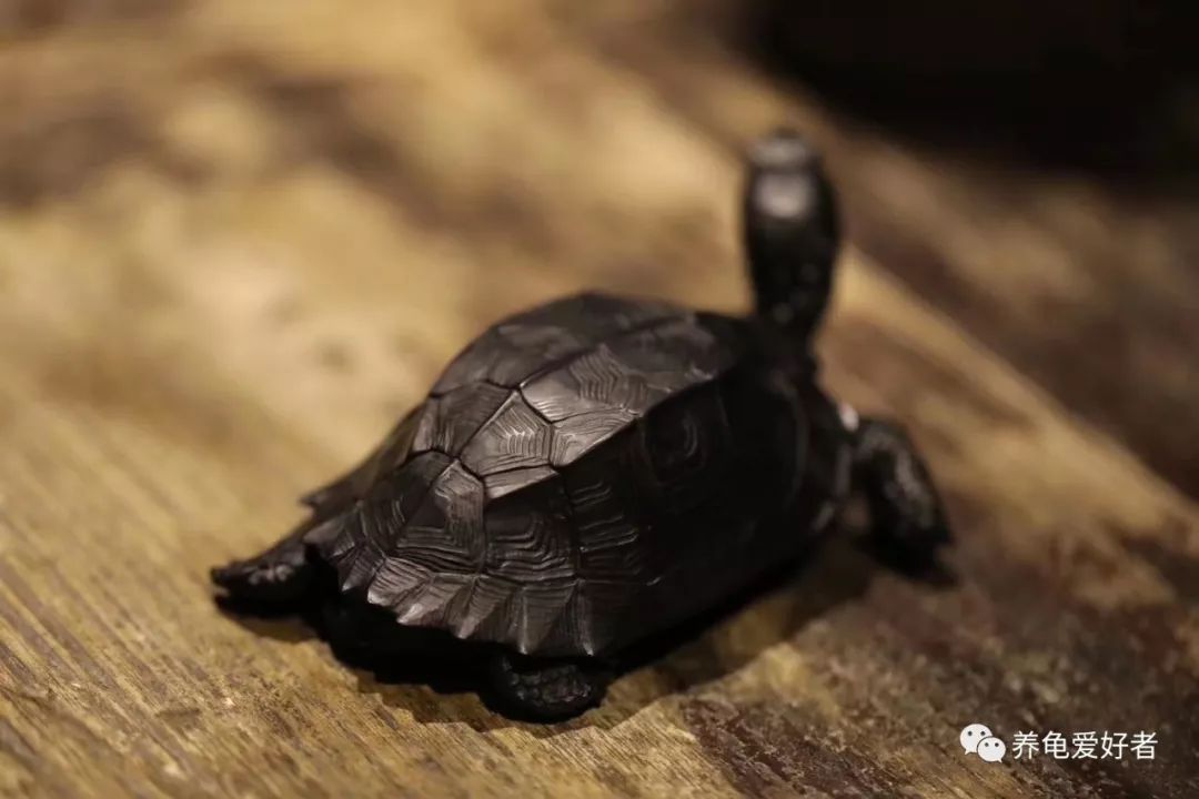 深水淹死龟其实浅水养龟更可怕,养龟简单吗